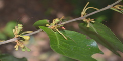 Scurrula cordifolia